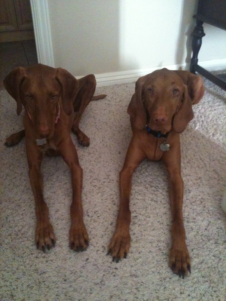 Penny and Rooster