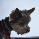 FAlls Dog