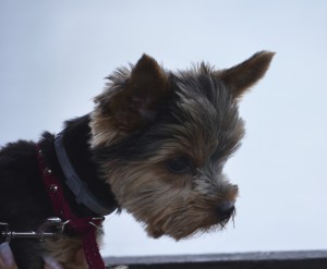 FAlls Dog