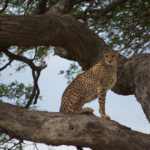 cheetah