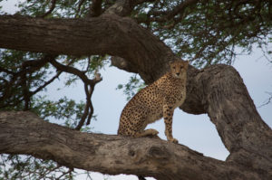 cheetah