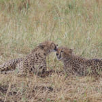 cheetahs