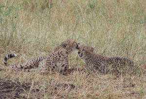 cheetahs