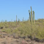 Desert Forest