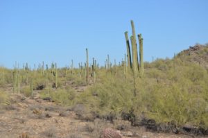 Desert Forest
