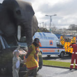 Elephant!