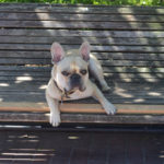 This Dog.