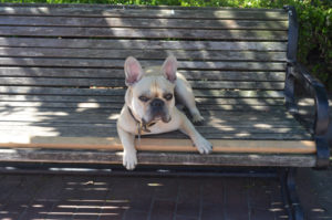 This Dog.