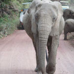 elephants