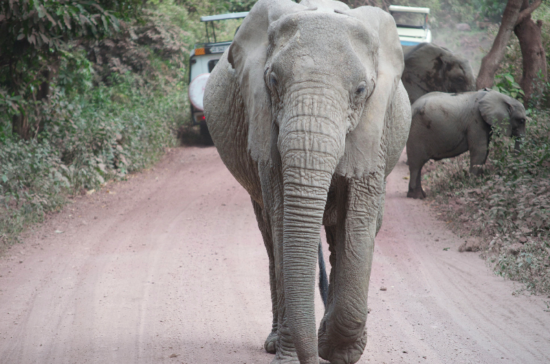elephants