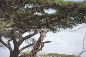 giraffe2