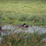 hippofeet