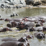 hippopoo
