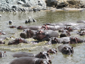 hippopoo