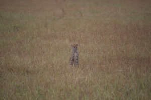 hunter