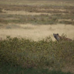 hyena