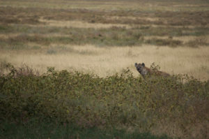 hyena