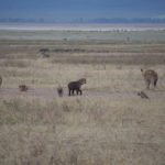 hyenas