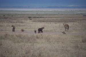 hyenas