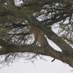 leopard
