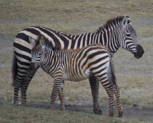 mamma