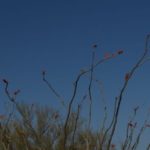 I Love Ocotillo