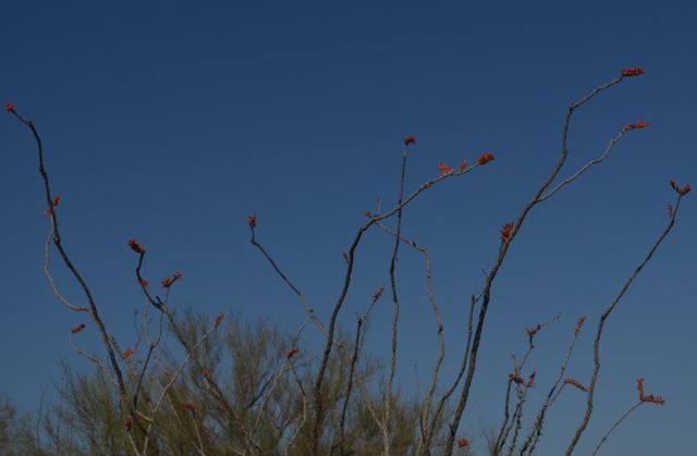I Love Ocotillo