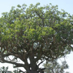 sausagetree