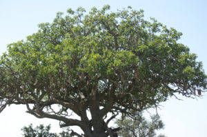 sausagetree
