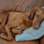 Sweet Penny