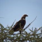 tawnyeagle