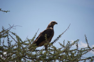 tawnyeagle