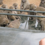 thesebaboons
