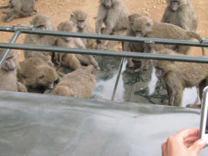 thesebaboons