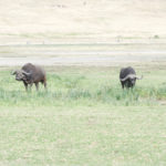 waterbuffalo