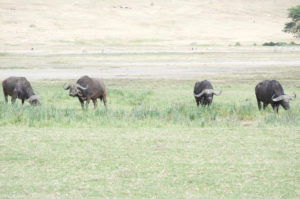 waterbuffalo